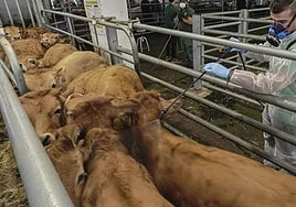 Medio Rural eleva a 170.000 euros las ayudas a asociaciones de defensa sanitaria ganadera para el control de enfermedades