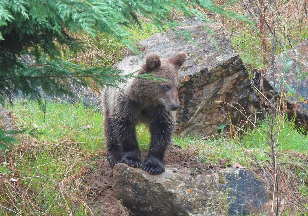 El oso de Barniedo y la osezna 'Cova' en Asturias comparten recinto de aclimatización en Valsemana.