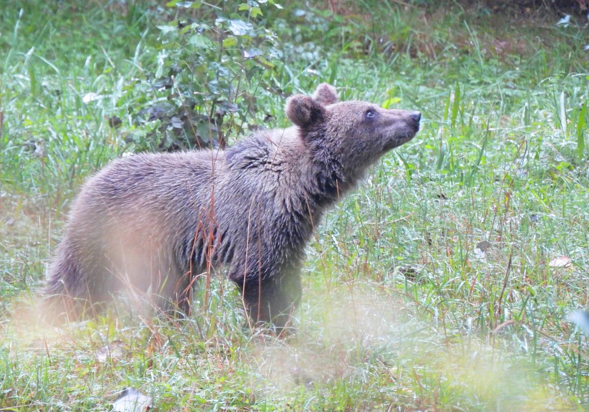 Imagen principal - El oso de Barniedo y la osezna 'Cova' en Asturias comparten recinto de aclimatización en Valsemana.