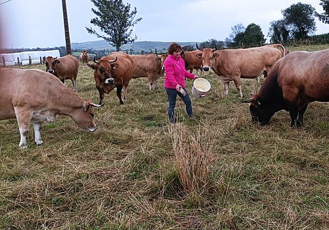 María Ángeles Díaz alimenta a sus asturianas de los valles en su ganadería en Ordial de la Barca.