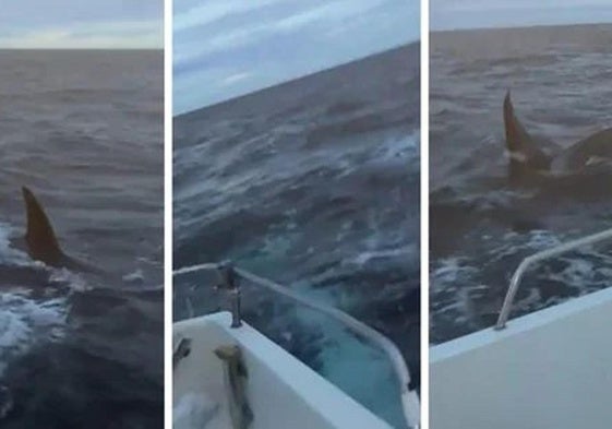 Del calamar gigante de Llanes a dos orcas en Suances: el susto de dos marineros en alta mar