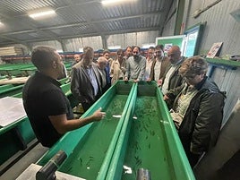 Las Mestas       del Narcea soltará 135.000 alevines al río