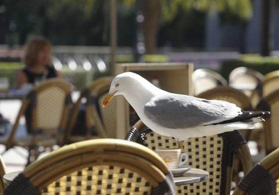 Una gaviota en una terraza céntrica gijonesa se dispone a picotear los restos de una consumición.