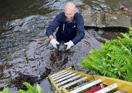 Rescatan a una tortuga en el río Magdalena, en Avilés, que era incapaz de llegar a la orilla