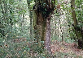 Cabornos en proceso de recuperación de un castañeo de fruta. Método de pica circular. Método 'bore hole' de resinación.