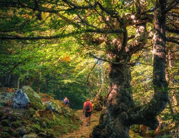 Los profundos hayedos serán grandes protagonistas en este trekking de dos días con base en Brañagallones