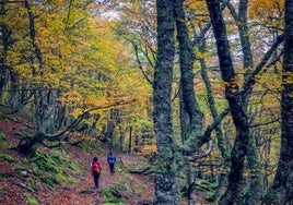 Subir a Brañagallones por senderos prendidos de hayedos y majadas aisladas, pernoctar en el refugio, ver el amanecer desde el Cantu´l Osu, regresar dando un rodeo para pisar más bosques y vegas... el plan es perderse en el otoño de Redes y desconectar dos días completos, conectando con las montañas