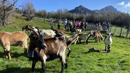 Las cabras del vallado virtual (en primer plano, con el collar GPS), durante la visita de ambas delegaciones.