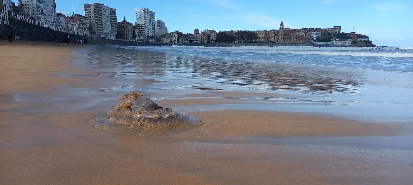 Las medusas reaparecen en Gijón