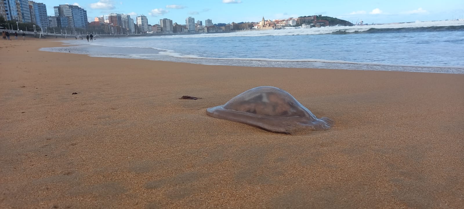 Las medusas reaparecen en Gijón