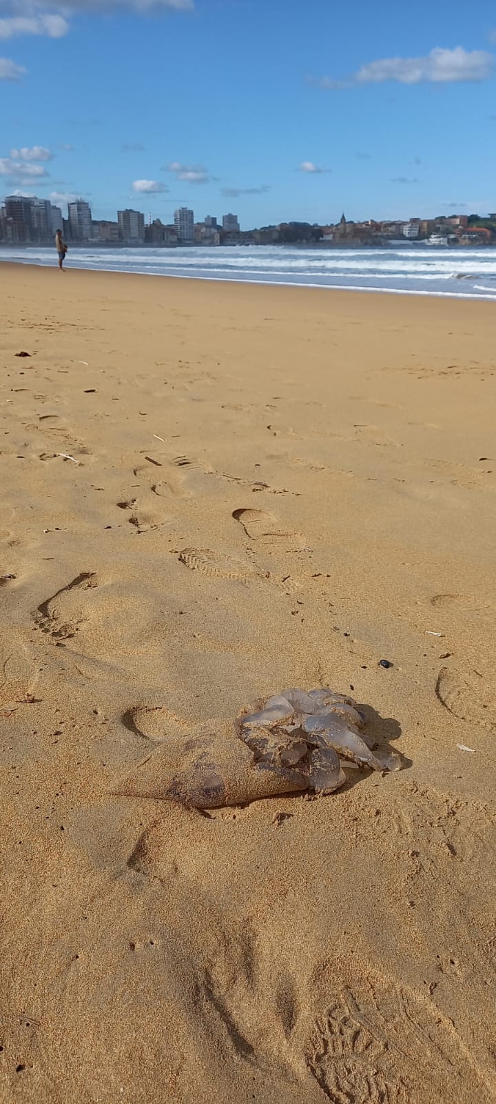 Las medusas reaparecen en Gijón