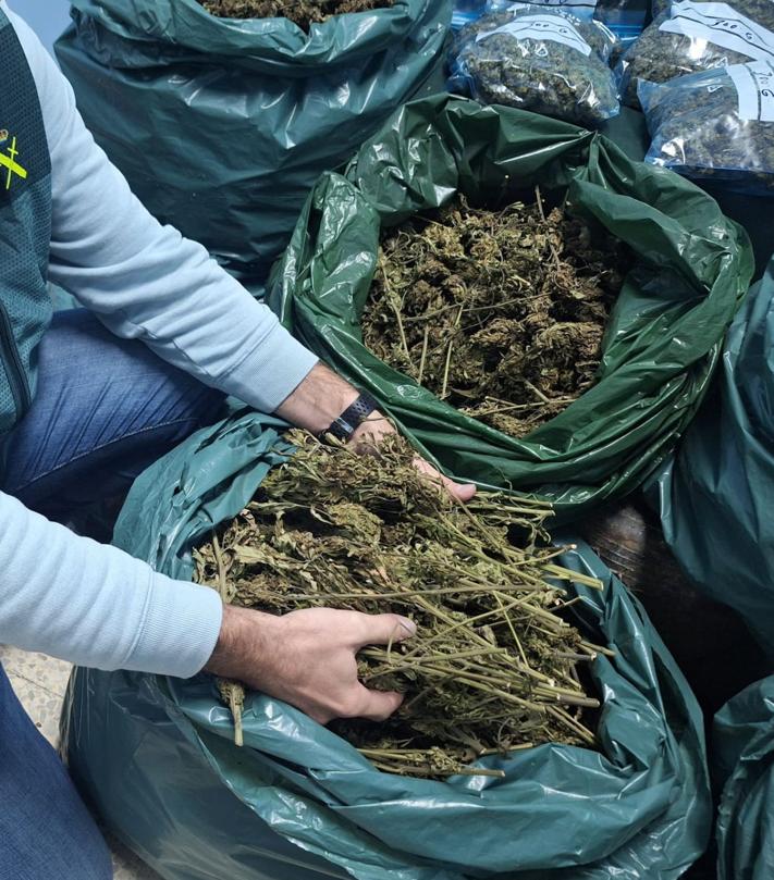 Imagen secundaria 2 - El &#039;jardinero&#039; de Oviedo que ocultaba una plantación de marihuana en Llanera