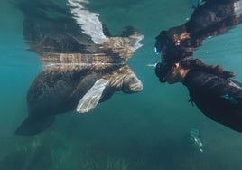 Una imagen del documental 'Blue carbón'