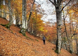 Los bosques de hayas, los saltos de agua y el yoga serán los protagonistas de la primera parte del día, seguidos de un taller de artesanía y un amagüestu con castañas en un refugio de montaña: un plan con pernocta y amanecer en el monte que todavía tiene plazas libres