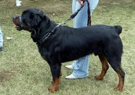 Un rottweiler con bozal.