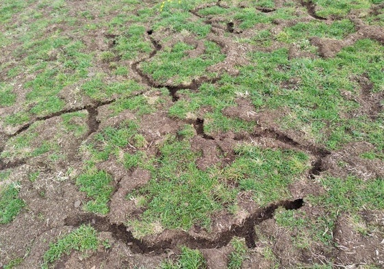 Daños de la rata topera sobre el terreno.