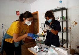 Una veterinaria prepara medicamentos para cuidar a perros infectados de leptospirosis por la contaminación del barro que inunda Paiporta.