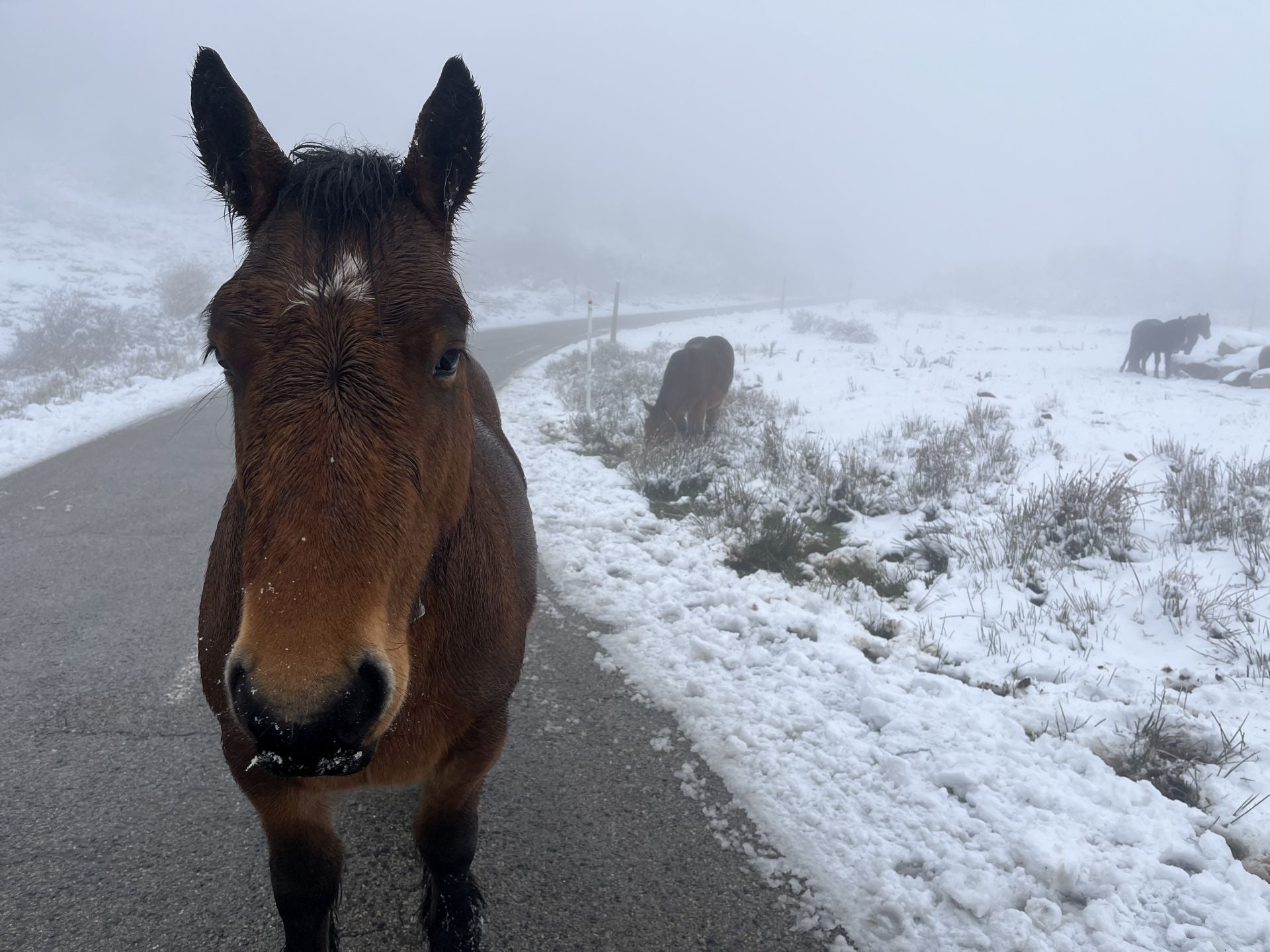 La nieve cubre el puerto de Pajares