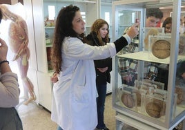 Ana Sánchez muestra a los alumnos cortes de cerebros conservados en el Museo de Anatomía de la Facultad de Medicina de la Universidad de Oviedo. Jesús Manuel Pardo