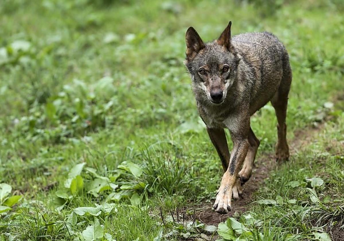 Castilla y León constata un «espectacular» incremento de lobos en León, con parte de las manadas compartidas con Asturias