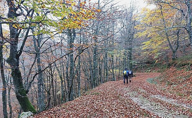 Primeros tramos por pista a través del hayedo de Montegrande
