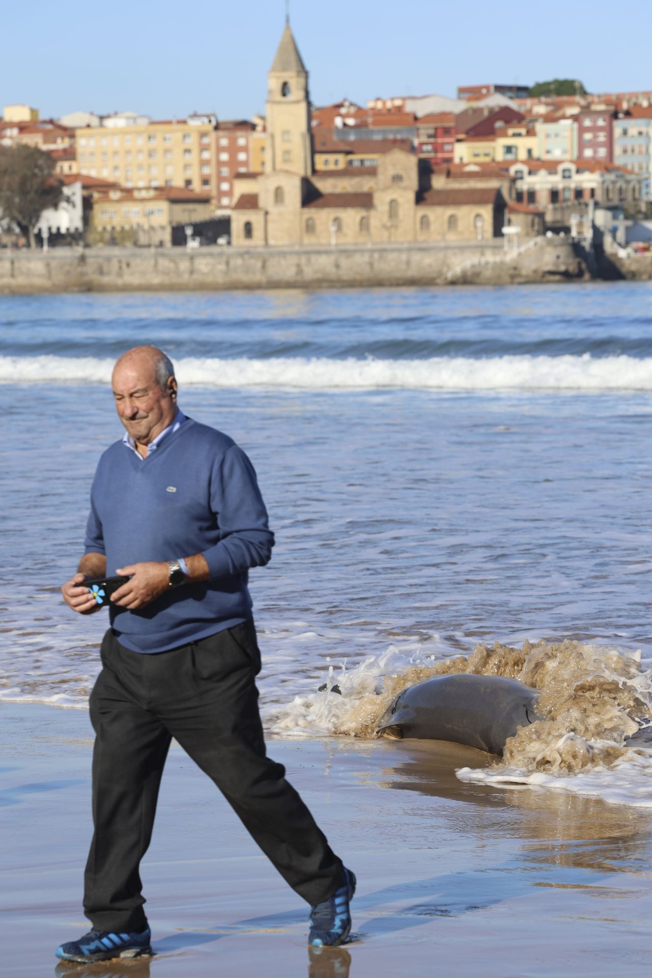 Las imágenes que deja la aparición de un cachalote pigmeo en Gijón