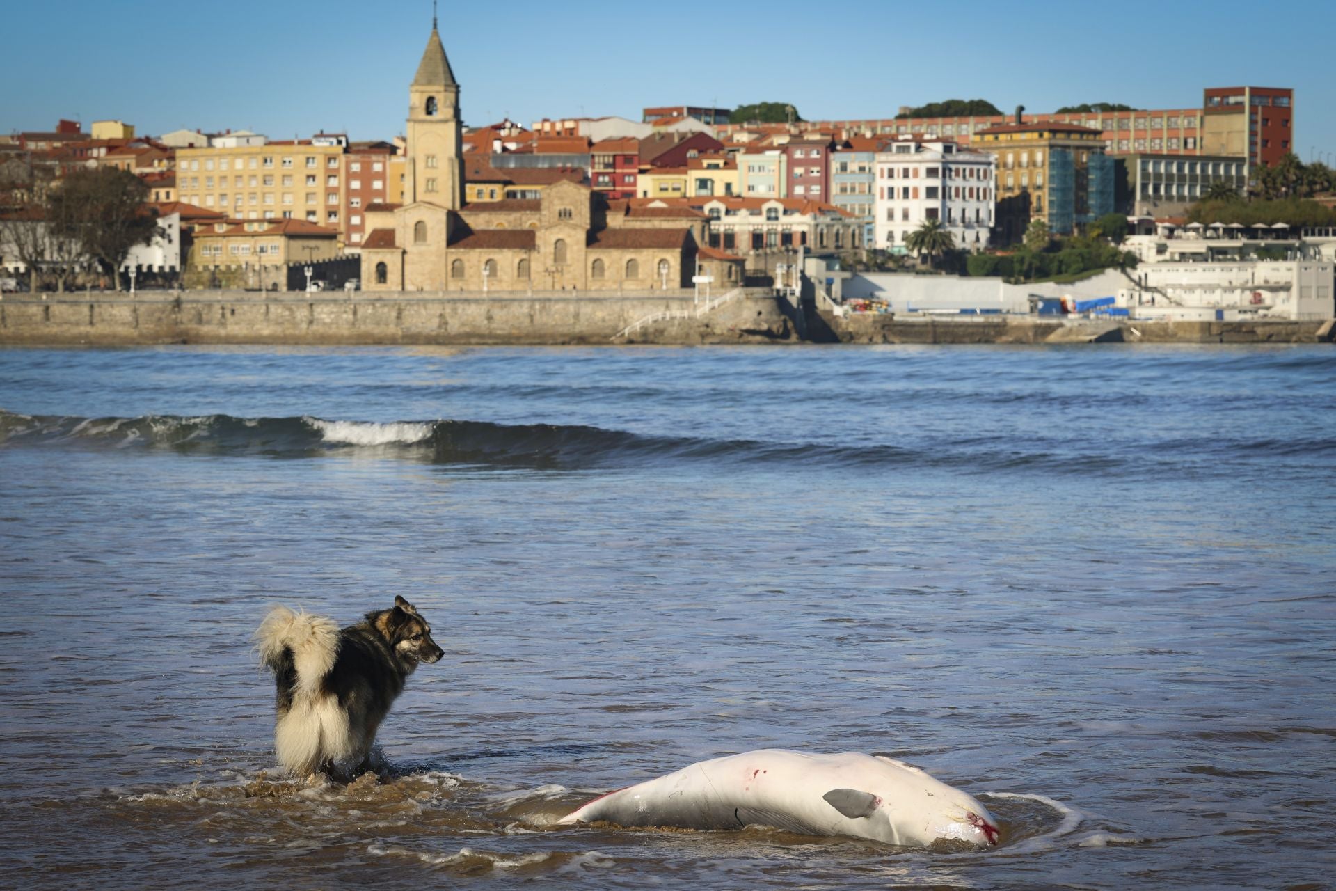 Las imágenes que deja la aparición de un cachalote pigmeo en Gijón