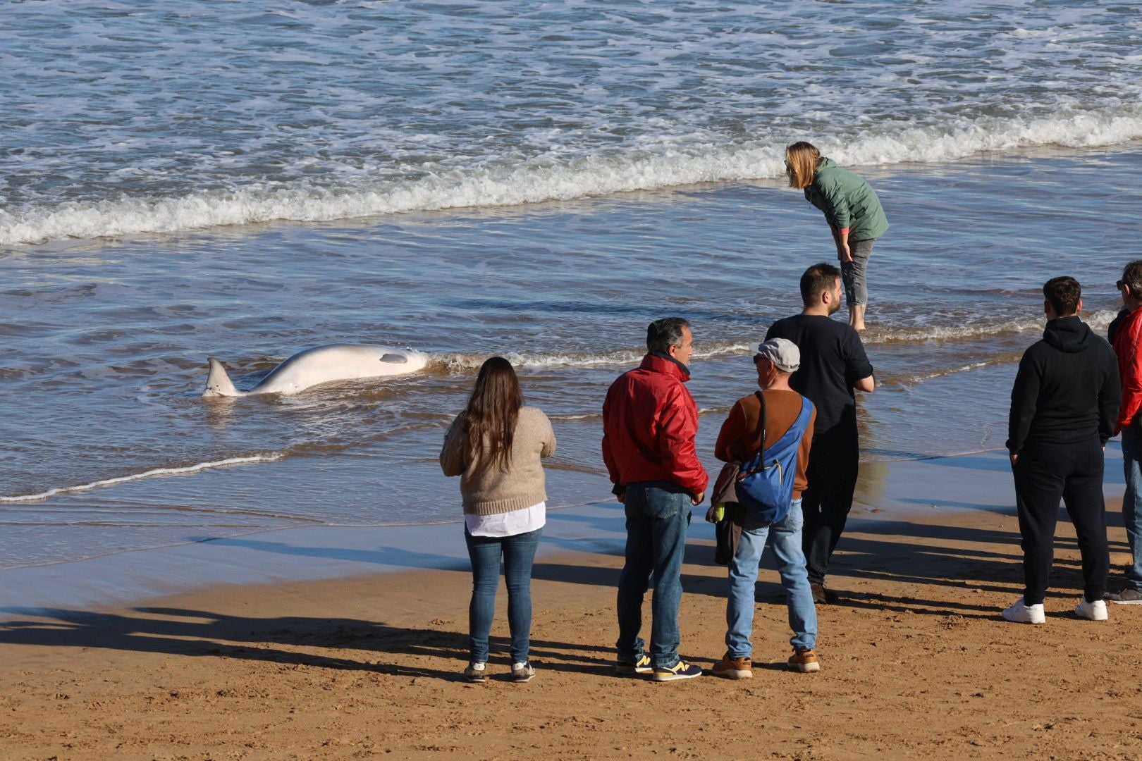 Las imágenes que deja la aparición de un cachalote pigmeo en Gijón