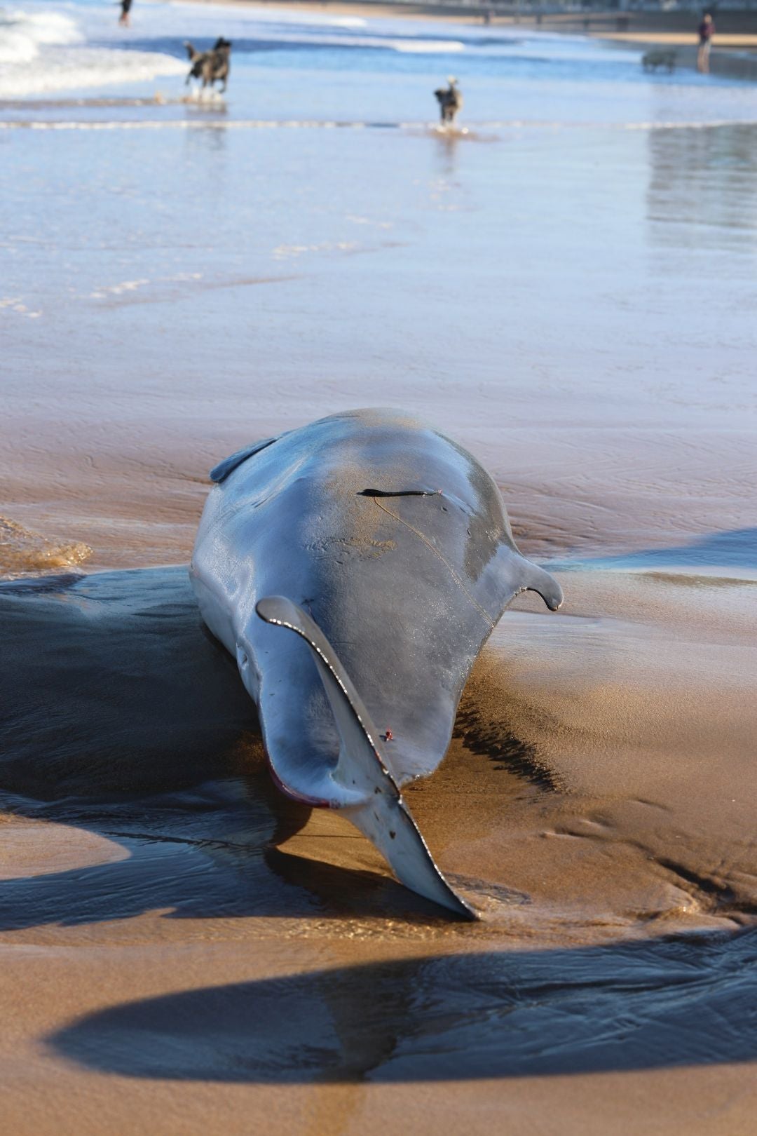 Las imágenes que deja la aparición de un cachalote pigmeo en Gijón