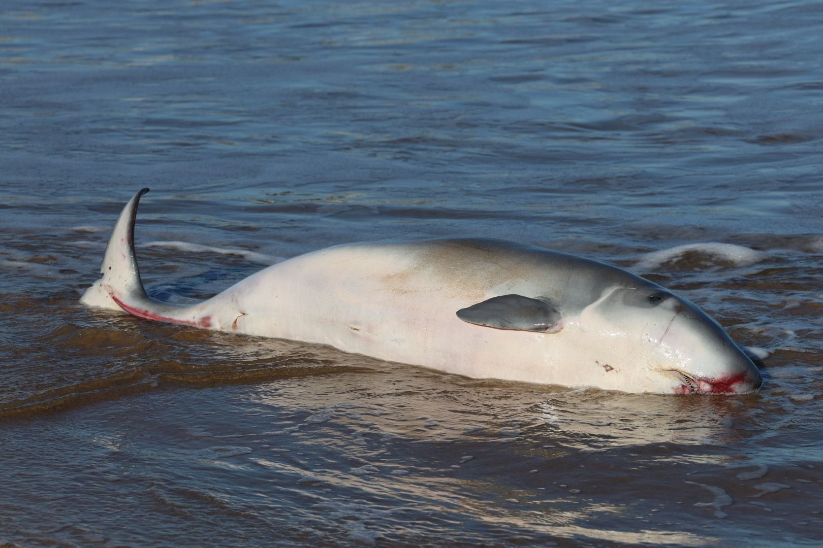 Las imágenes que deja la aparición de un cachalote pigmeo en Gijón