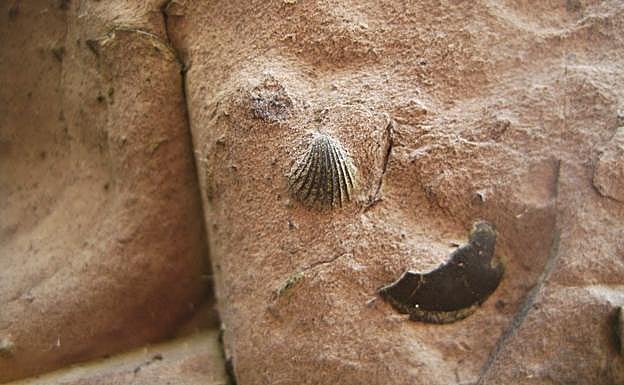 Moluscos jurásicos en la costa oriental