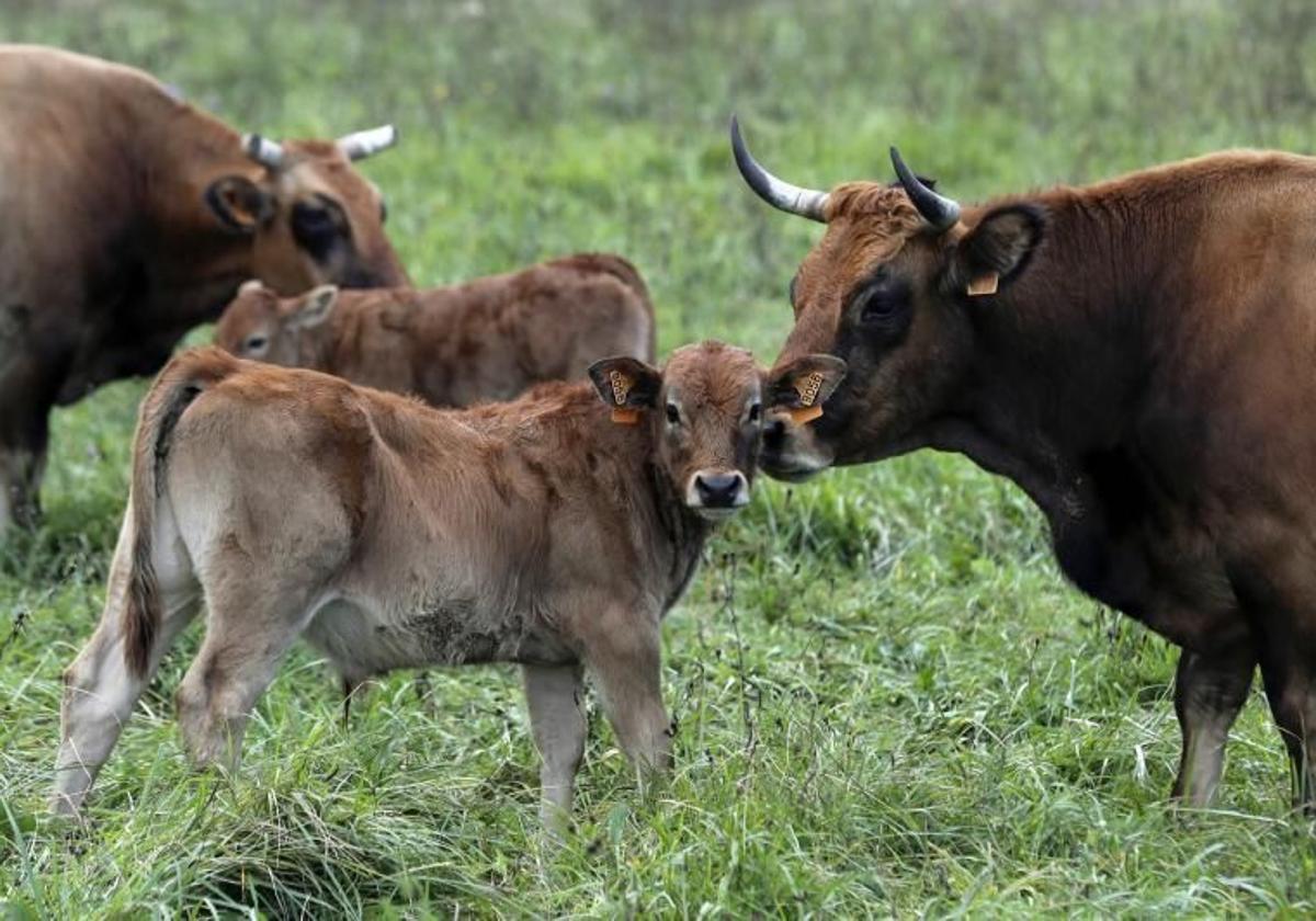 Medio Rural inyectará 98,8 millones al campo, con pagos directos y apoyo a la actividad agraria sostenible