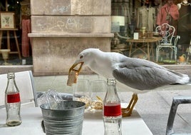 Una gaviota, en una terraza de Gijón.