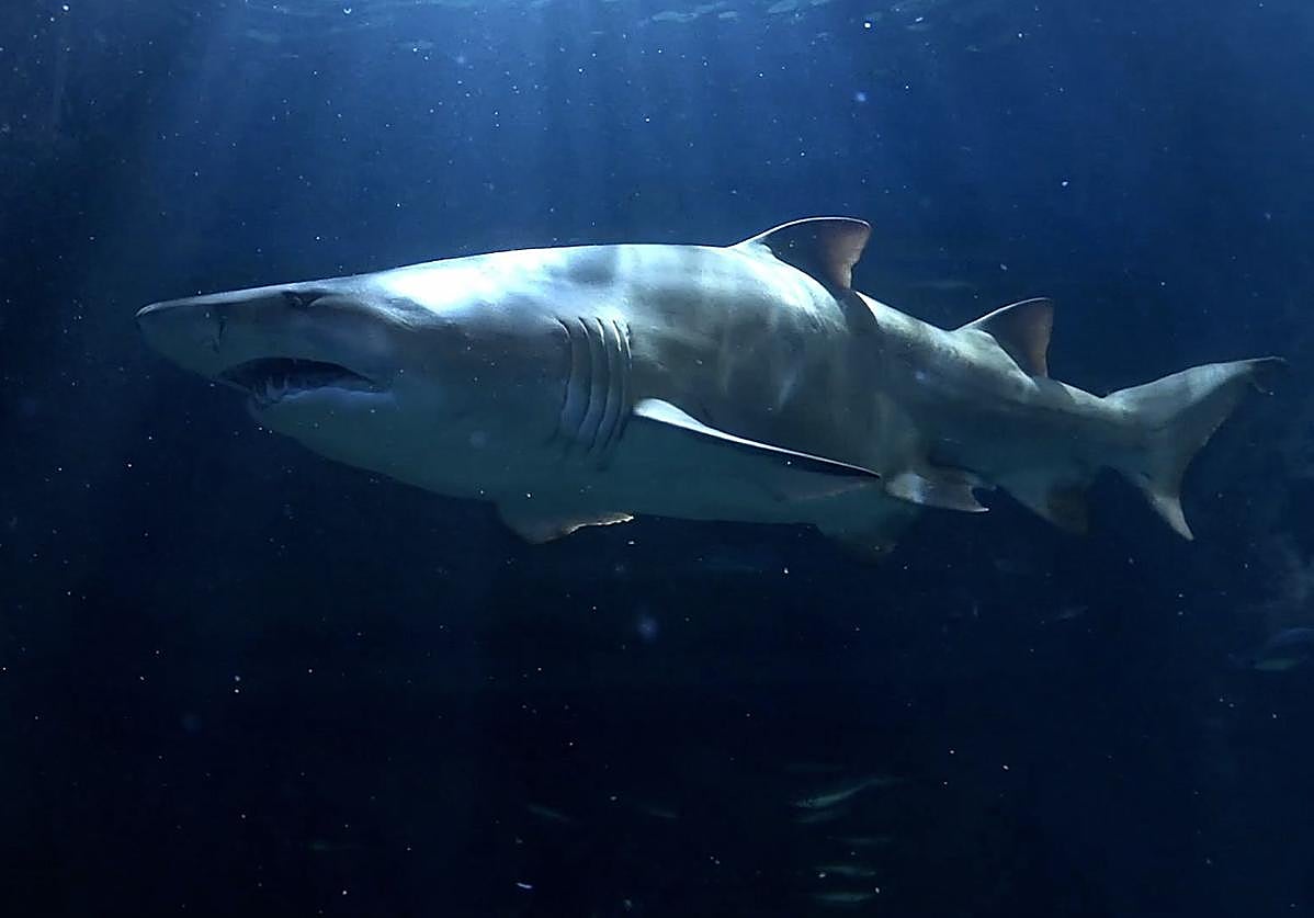 El Bioparc Acuario de Gijón: un espacio que nos pertenece a todos los gijoneses