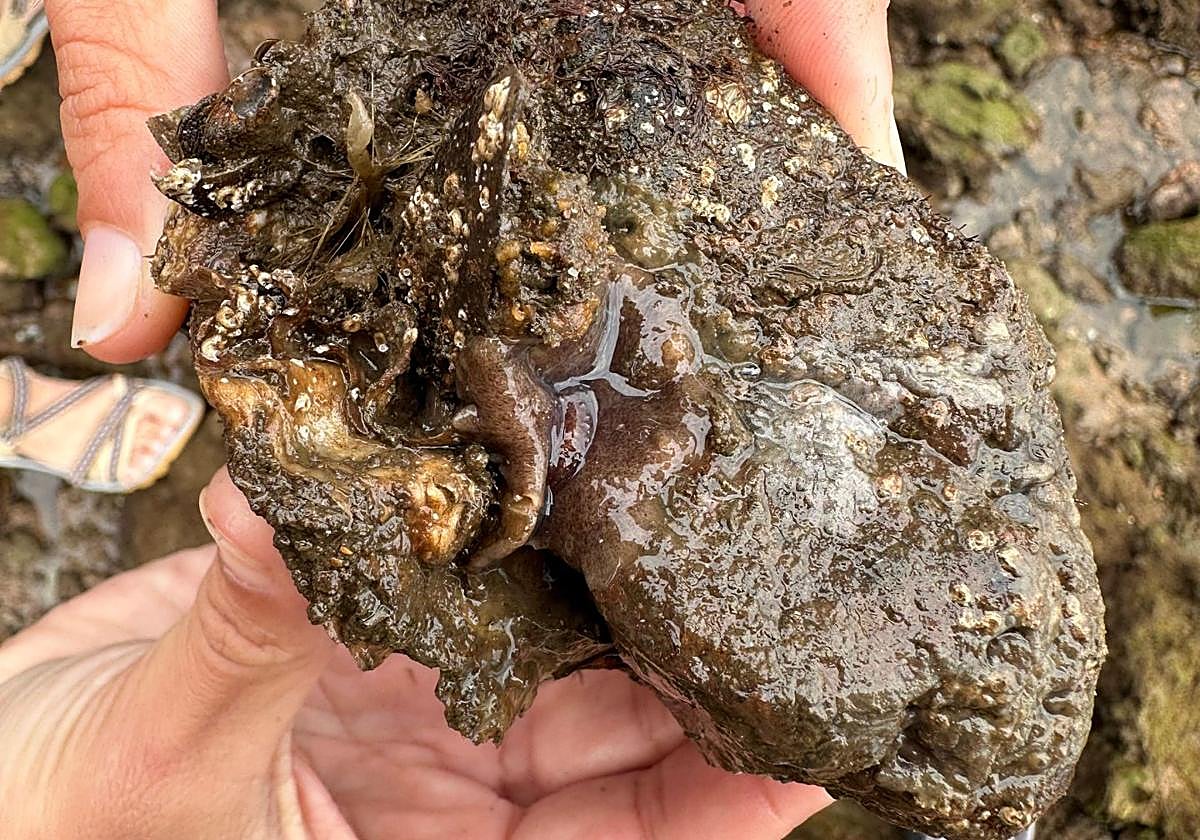 La planaria Postenterogonia orbicularis.