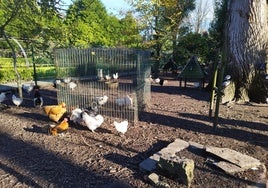 Jaula en la zona de gallinero del aviario municipal que denuncian los animalistas.