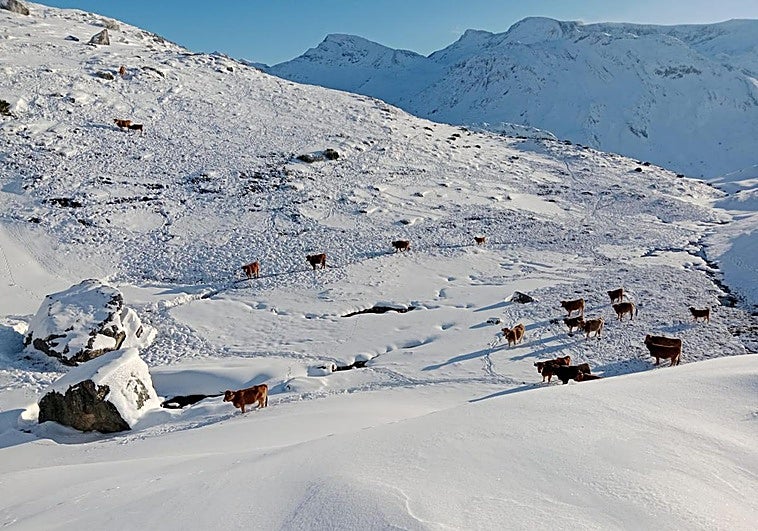 Las vacas rescatadas en medio de la nieve.