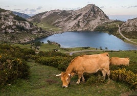 Dos vacas pastan en el entorno del lago Enol.