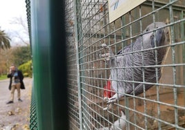 Una de las aves que se exhiben en la pajarera del parque.