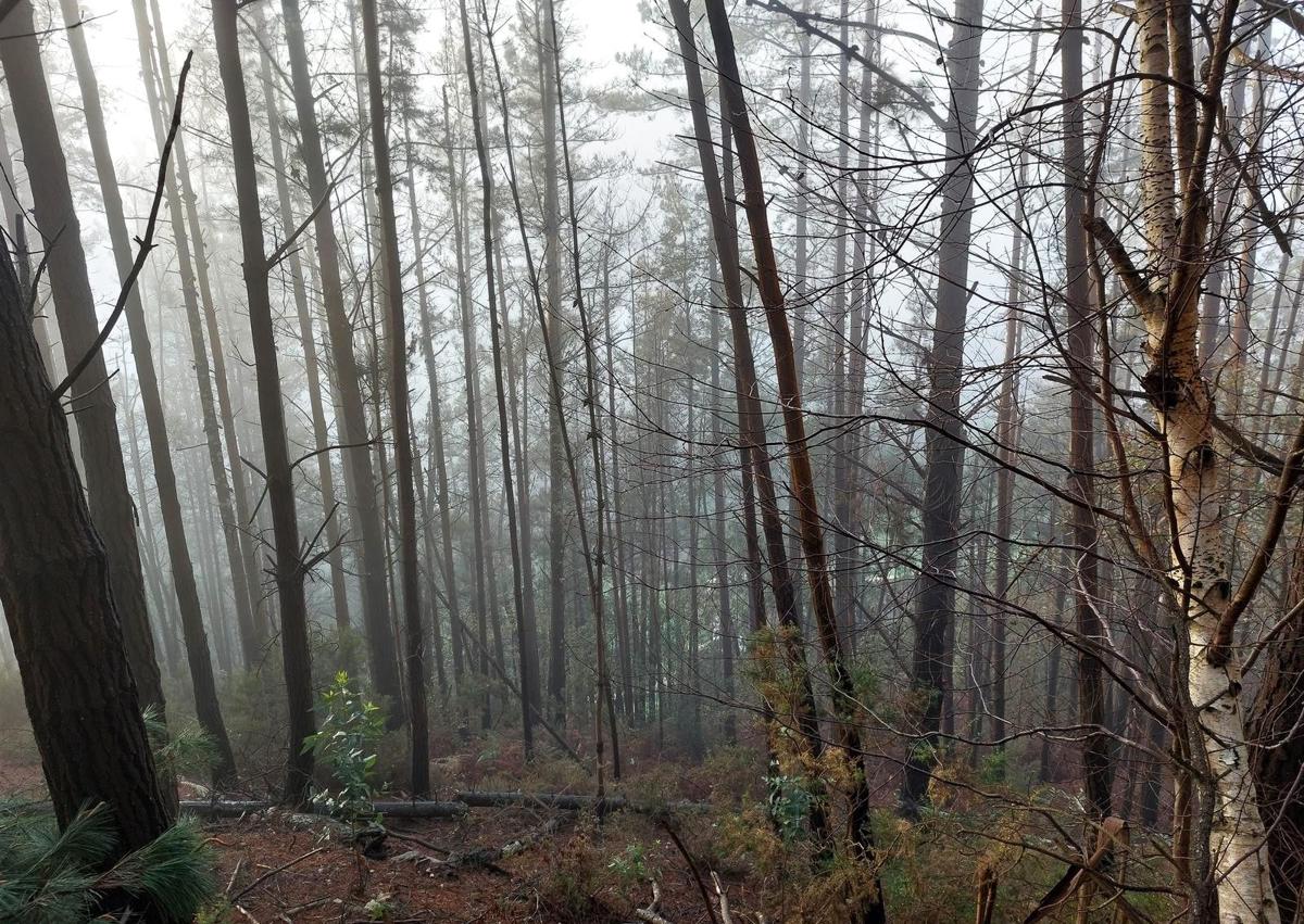Imagen secundaria 1 - Mirando al Sueve/ Bosque de pinos/ vistas hacia Ponga 