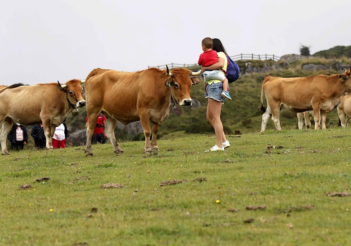 Una turista con su hijo en brazos camina entre un rebaño de vacuno en una pradería del oriente de Asturias.