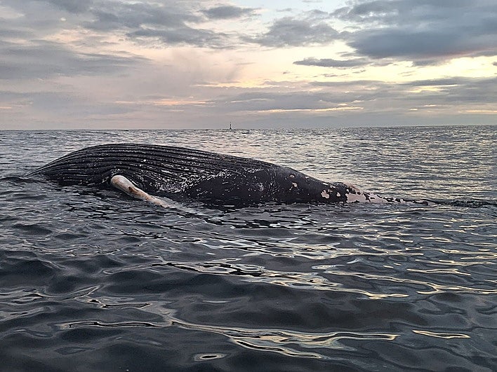 Foto de la ballena encontrada en el mar