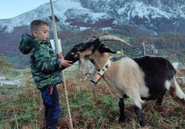 Sotres (Cabrales). Alejandro, el hijo de Kaelia Cotera López, acaricia a un macho cabrío.