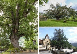 Árboles monumentales y singulares de Asturias: una excusa para recorrer el Principado