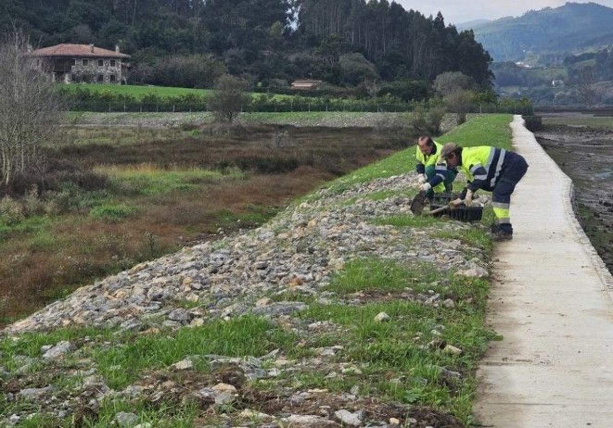 Varios operarios, durante las tareas de revegetación de hábitats en la ría de Villaviciosa.