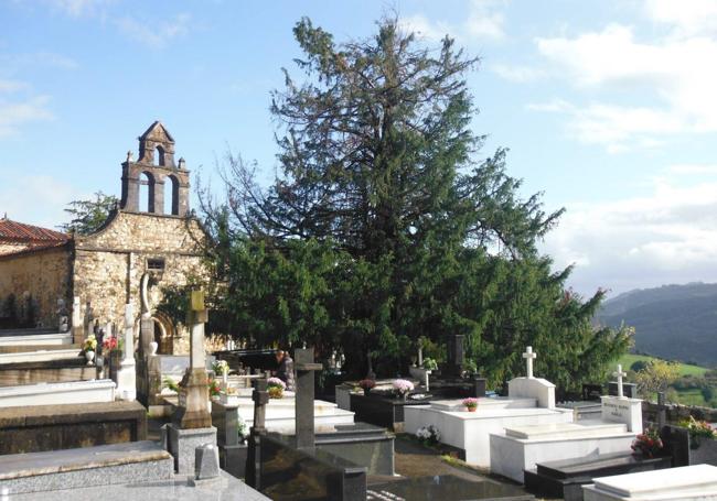 Tejo del cementerio de Salas.