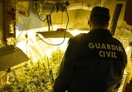 Un agente de la Guardia Civil observa la plantación de marihuana.