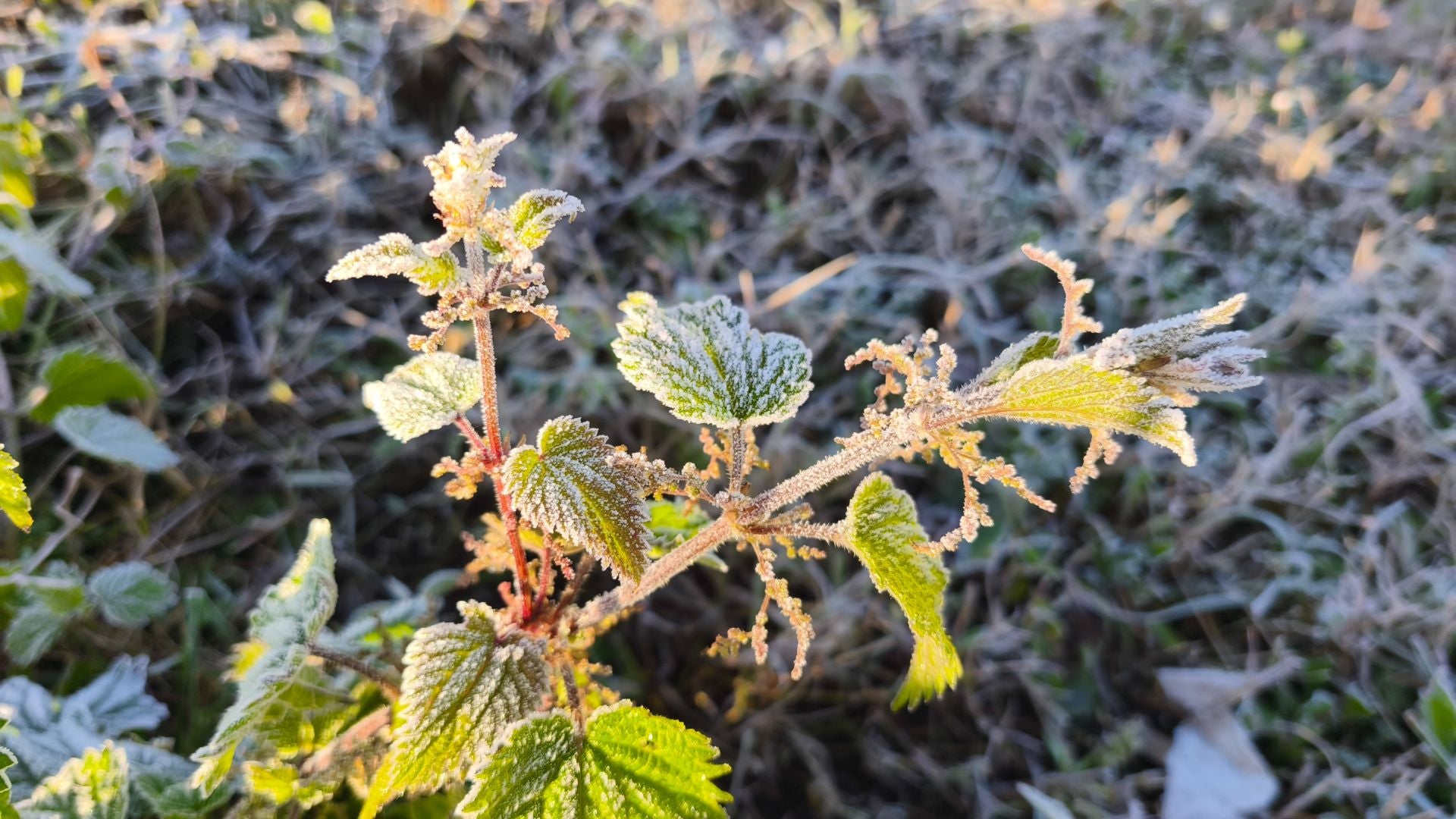 Asturias, bajo cero: el frío invernal llega a la región