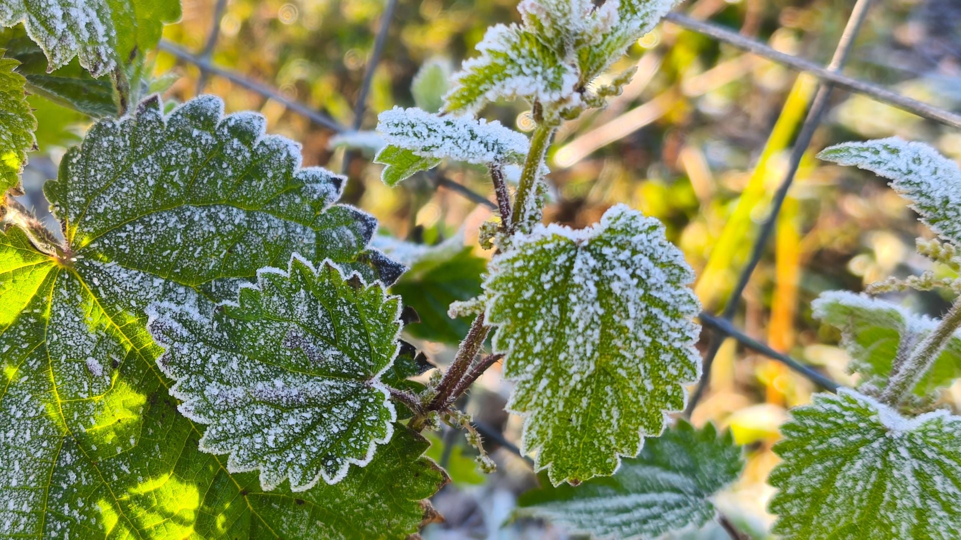 Asturias, bajo cero: el frío invernal llega a la región