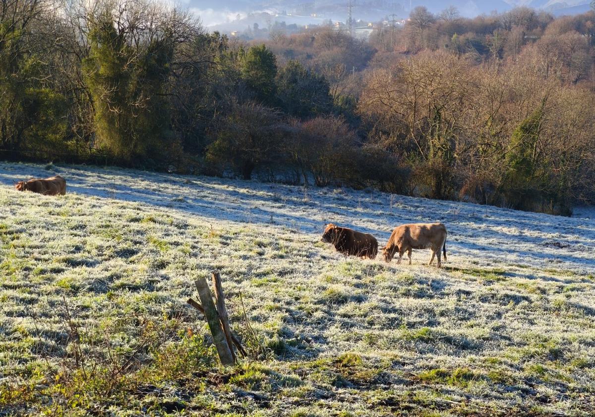 Asturias, bajo cero: el frío invernal llega a la región